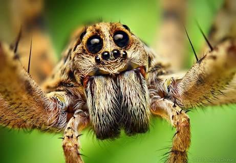 Apa itu MACROPHOTOGRAPHY ? (Bisa Dilakukan Dengan Android Agan Lho !)