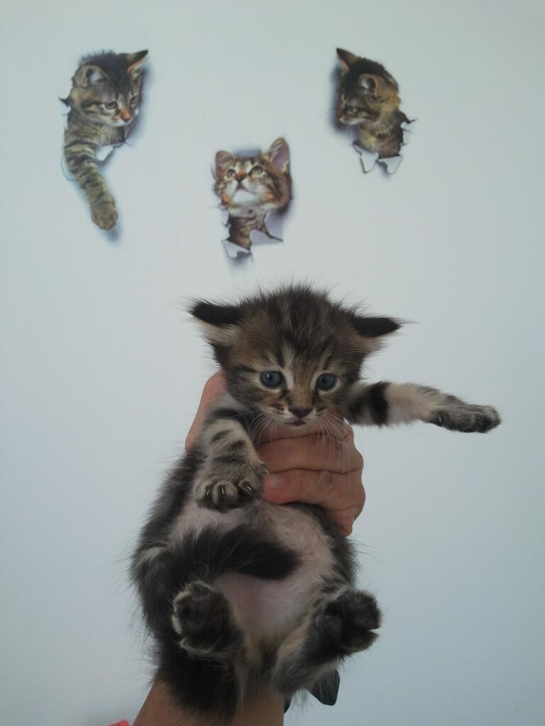 Kitten ras American shorthair umur 4 minggu