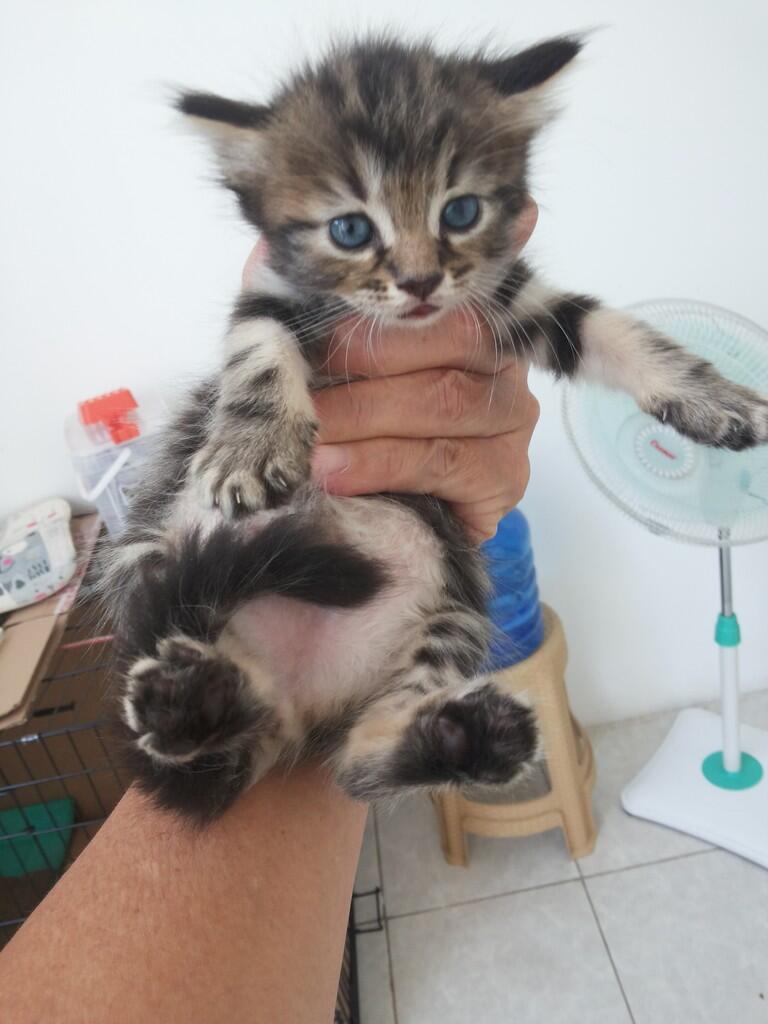 Kitten ras American shorthair umur 4 minggu