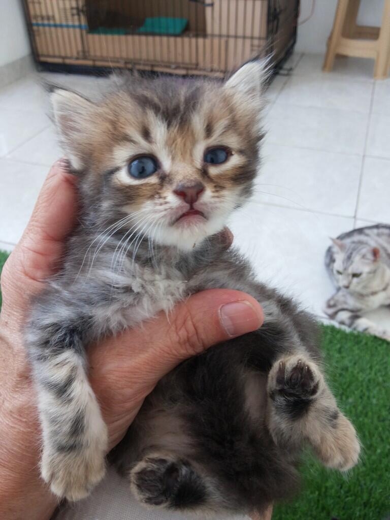 Kitten ras American shorthair umur 4 minggu