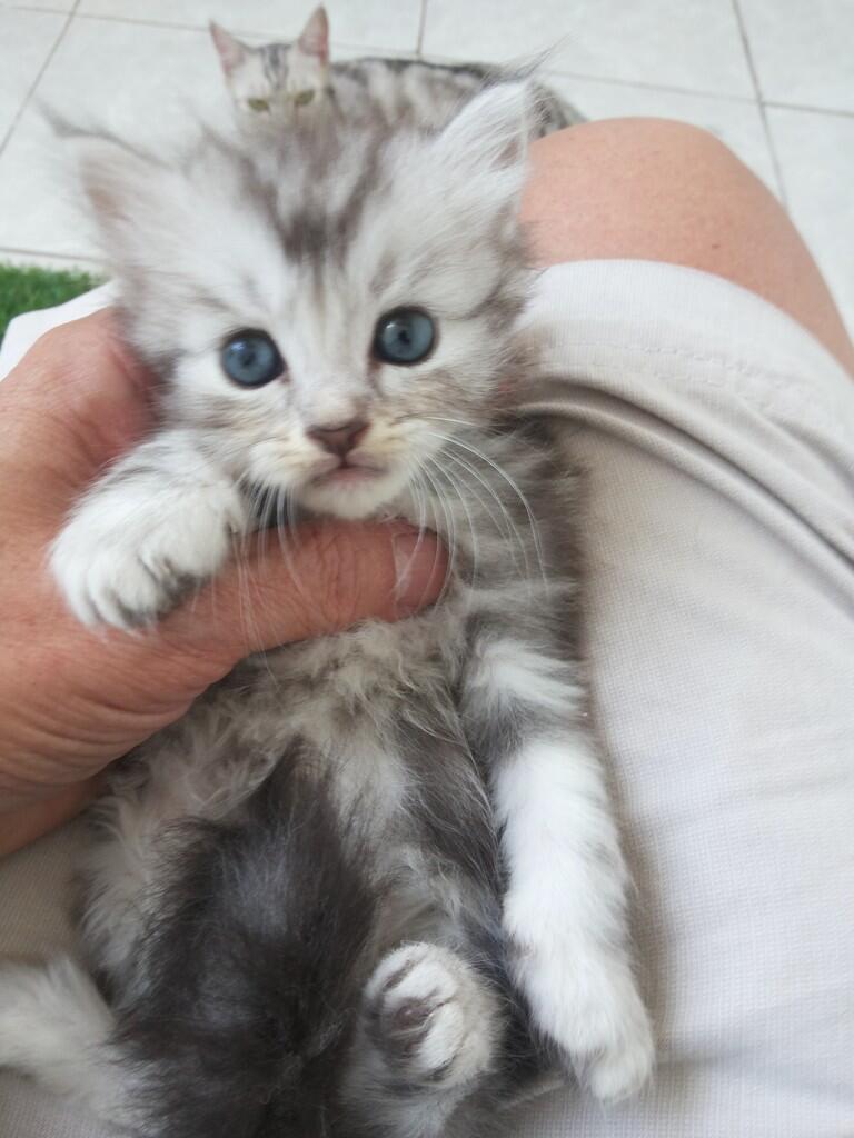 Kitten ras American shorthair umur 4 minggu