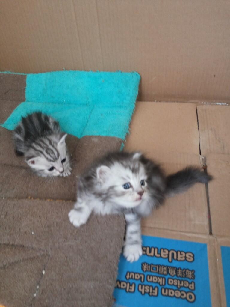Kitten ras American shorthair umur 4 minggu