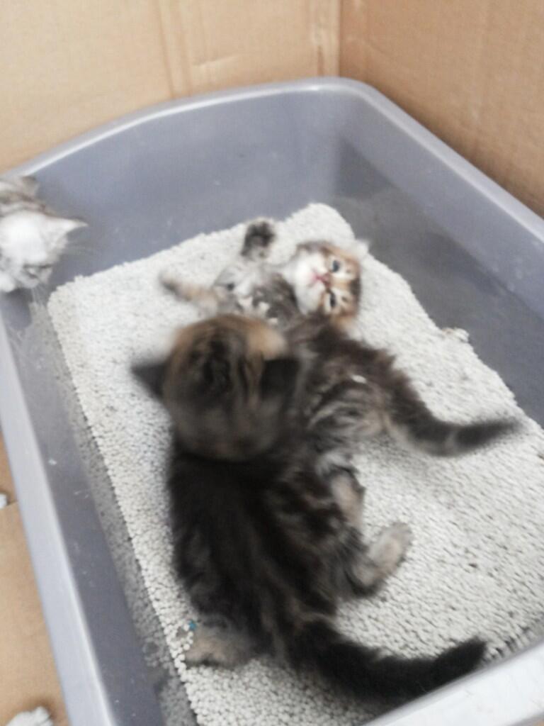 Kitten ras American shorthair umur 4 minggu