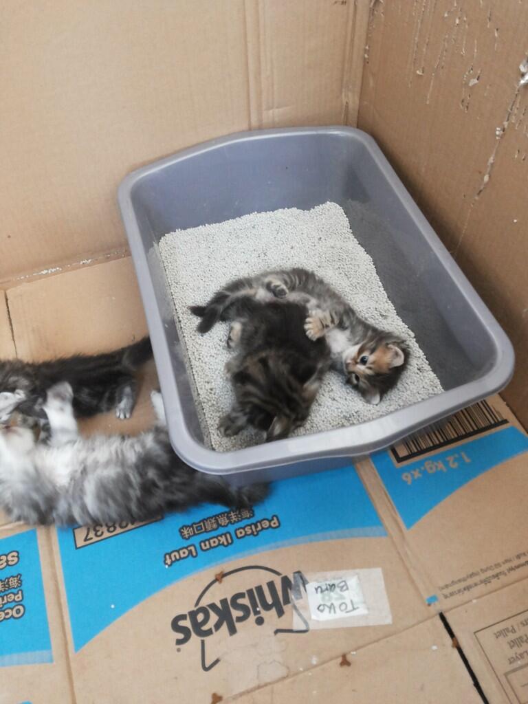 Kitten ras American shorthair umur 4 minggu