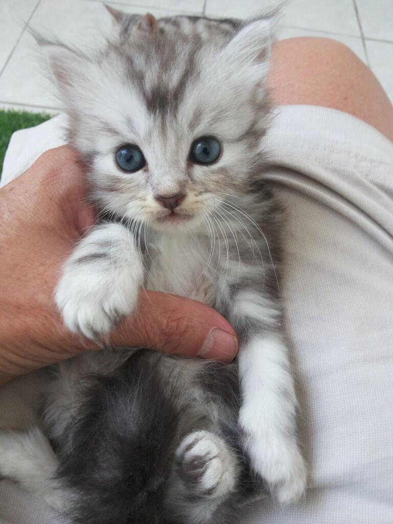 Kitten ras American shorthair umur 4 minggu