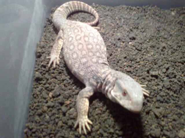 &#91;COC Pets&#93; Reptil Kesayanganku #AslinyaLo