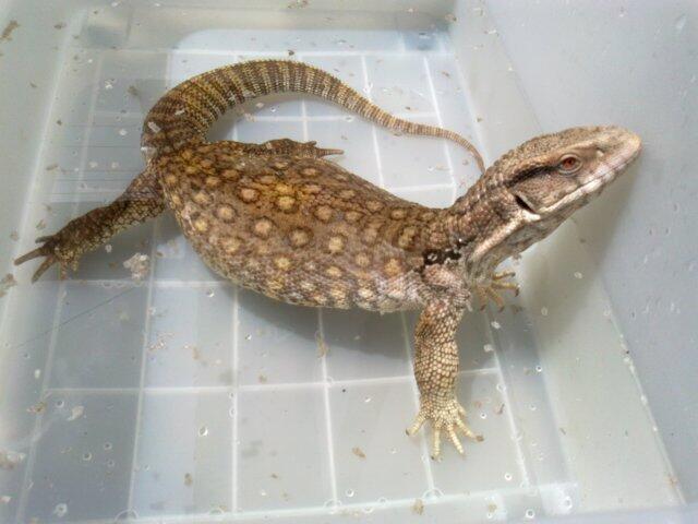 &#91;COC Pets&#93; Reptil Kesayanganku #AslinyaLo