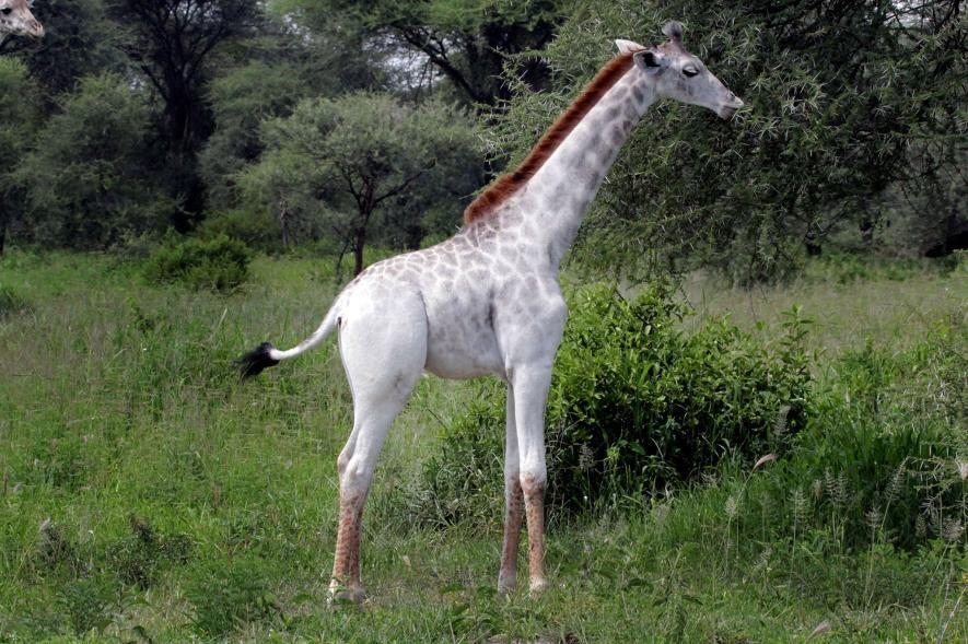 9 Hewan Albino & Leukisme Terlangka di Dunia yang Unik, Pernah Lihat?