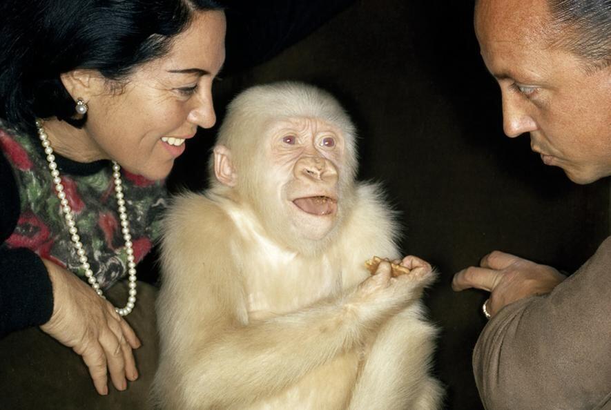9 Hewan Albino & Leukisme Terlangka di Dunia yang Unik, Pernah Lihat?