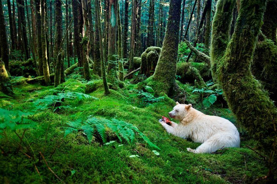9 Hewan Albino & Leukisme Terlangka di Dunia yang Unik, Pernah Lihat?