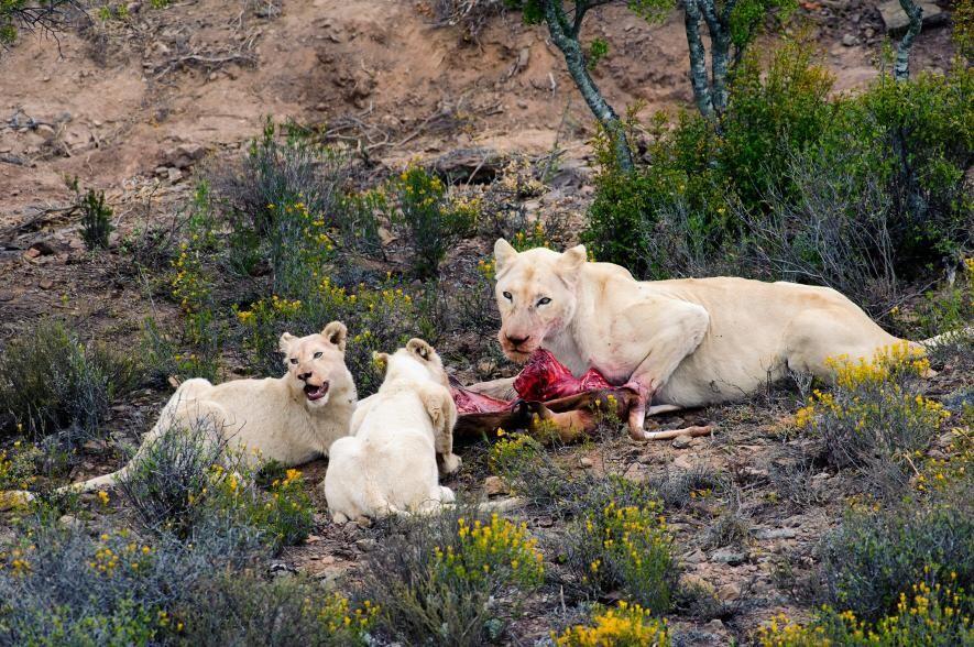 9 Hewan Albino & Leukisme Terlangka di Dunia yang Unik, Pernah Lihat?