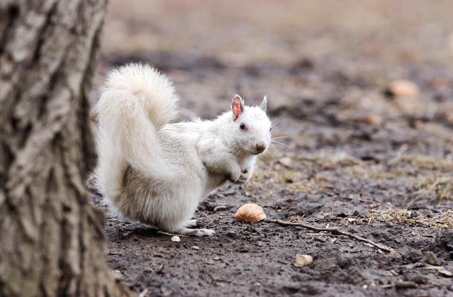 9 Hewan Albino & Leukisme Terlangka di Dunia yang Unik, Pernah Lihat?
