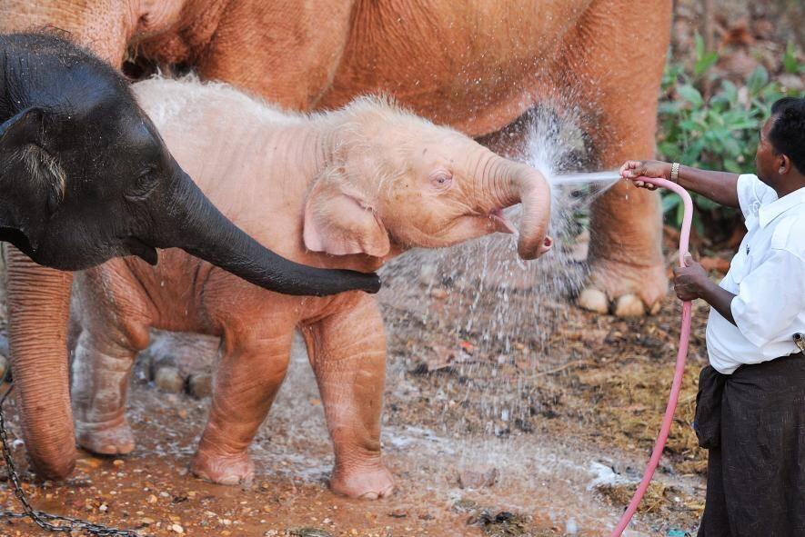 9 Hewan Albino & Leukisme Terlangka di Dunia yang Unik, Pernah Lihat?