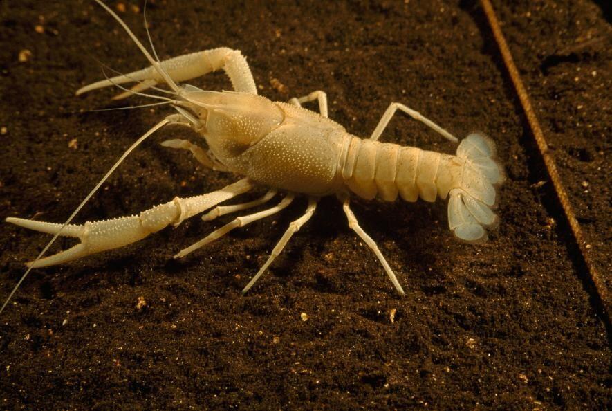 9 Hewan Albino & Leukisme Terlangka di Dunia yang Unik, Pernah Lihat?