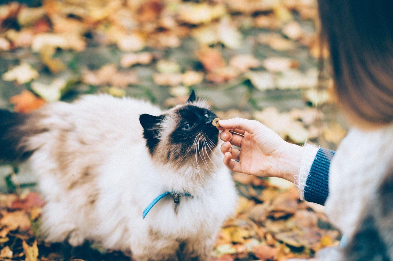 5 Alasan Introvert Gampang Berteman Baik dengan Hewan, Apa Saja?
