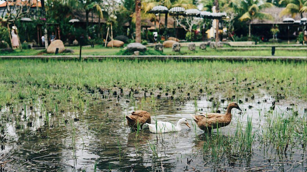 Kuliner Bebek Panggang Top versi Ane Loh Ya