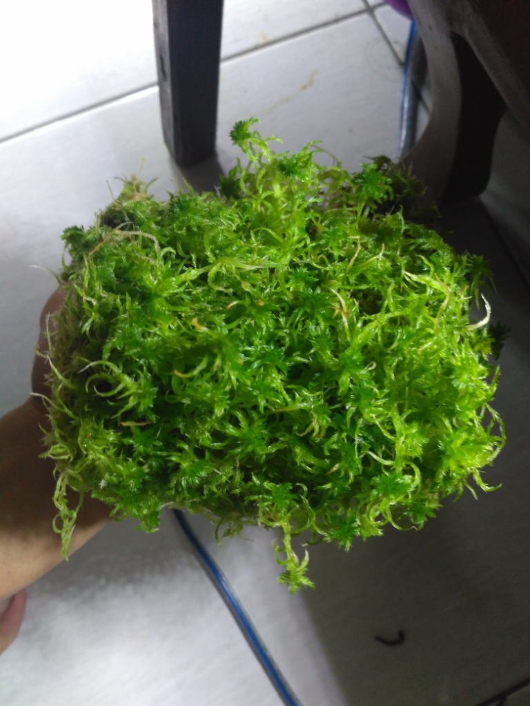Sphagnum Moss Hidup