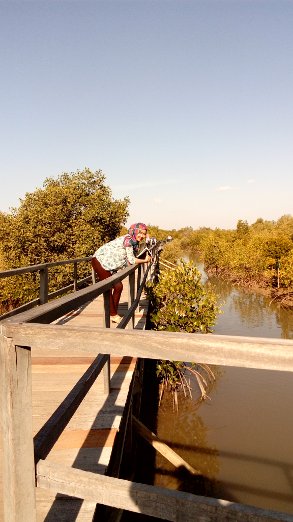 Hutan Mangrove