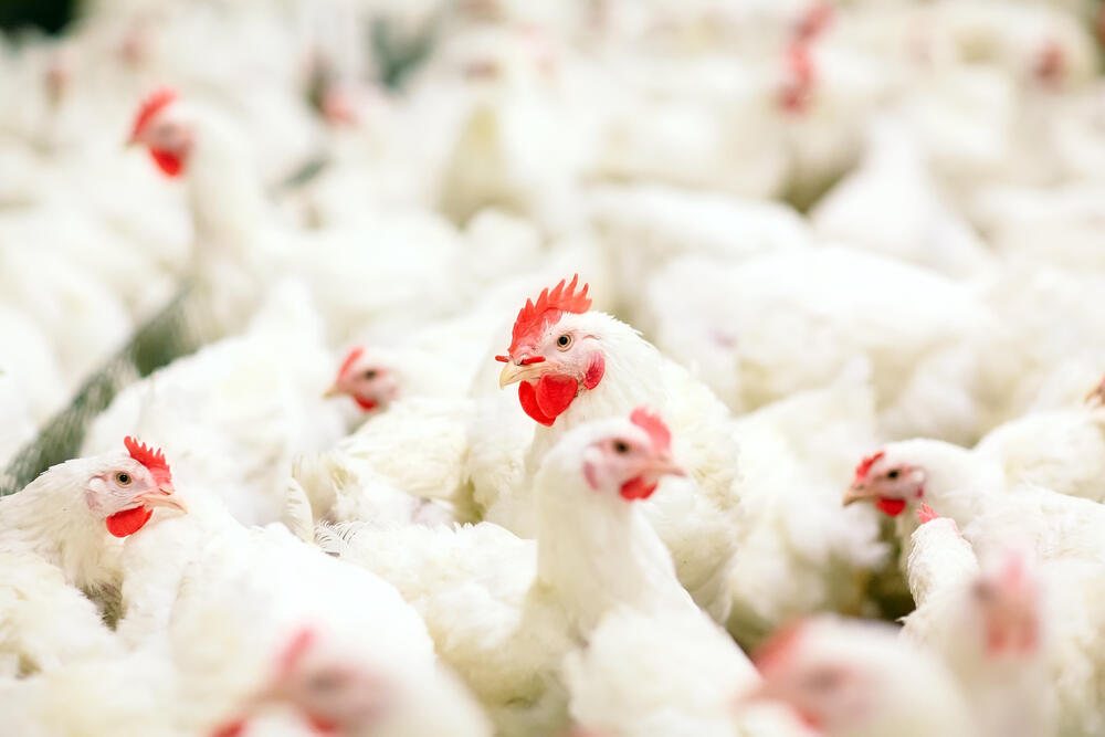 4 Cara Meningkatkan Kualitas Karkas Ayam Broiler