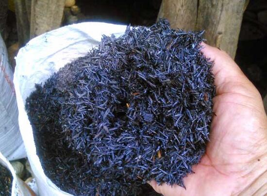 Mengenal si Kantung Semar (Nepenthes) serta tips dan trik memeliharanya #Aslinyalo