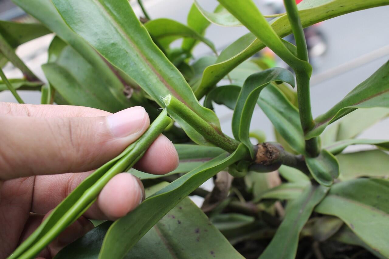 Mengenal si Kantung Semar (Nepenthes) serta tips dan trik memeliharanya #Aslinyalo