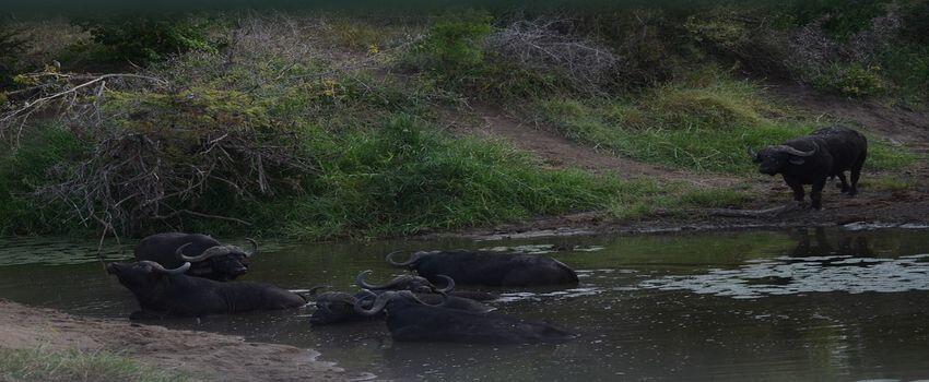 5 Tradisi Unik Suku Toraja yang Mendunia