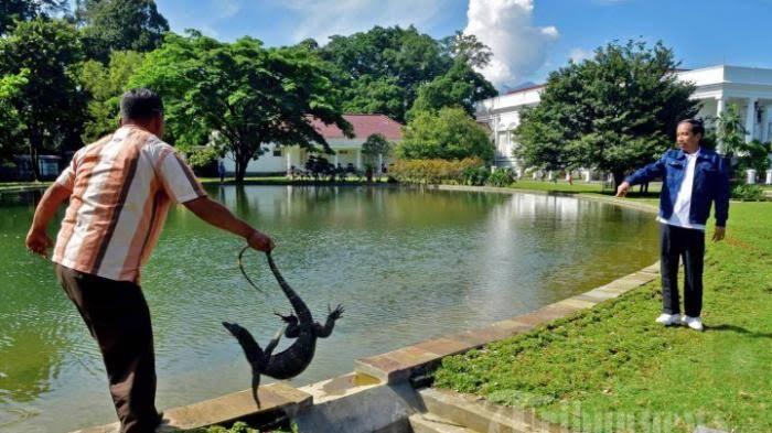 Selain Cebong & Biawak, Ini 4 Peliharaan Presiden Jokowi di Istana Bogor