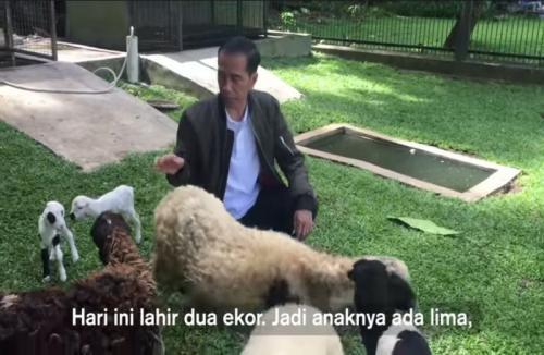 Selain Cebong & Biawak, Ini 4 Peliharaan Presiden Jokowi di Istana Bogor