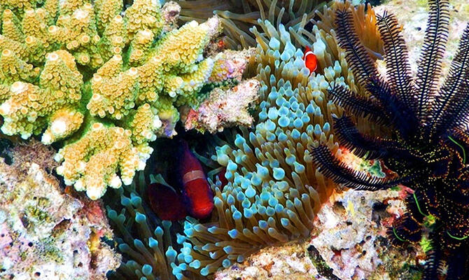 Teluk Saleman, Laut Terjernih di Indonesia, Liat Nih Barang Buktinya