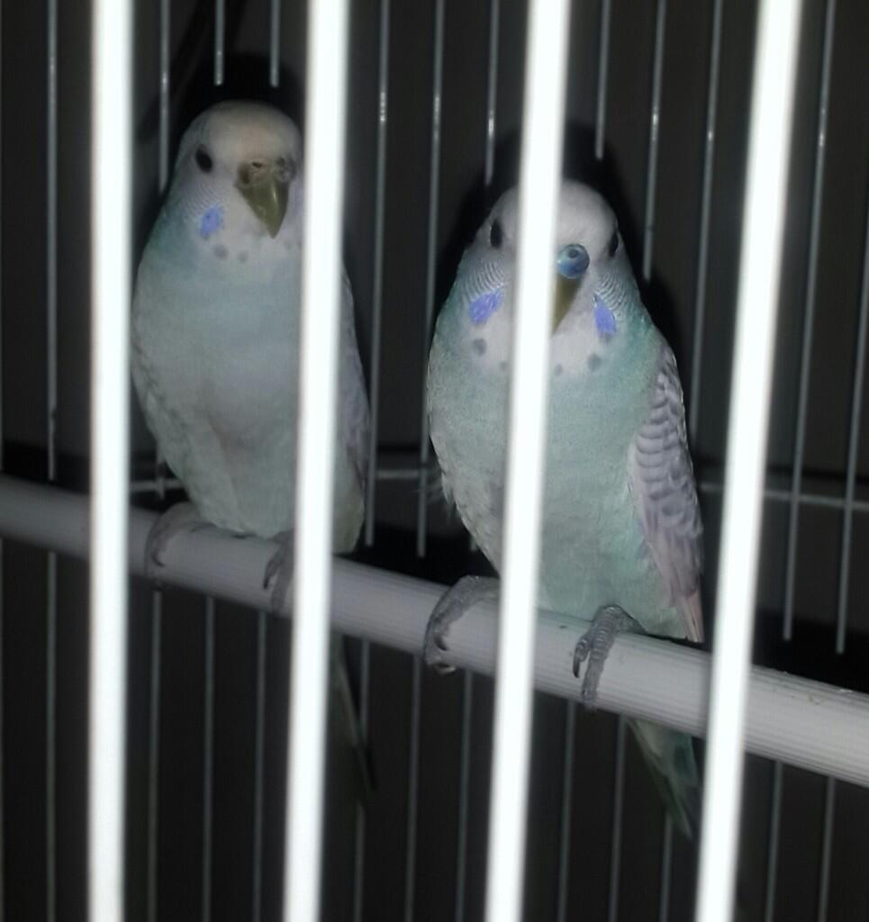 &#91;COC PETS&#93; Mudahnya Merawat Rika dan Riko, (Sepasang Burung Parkit) #AslinyaLo
