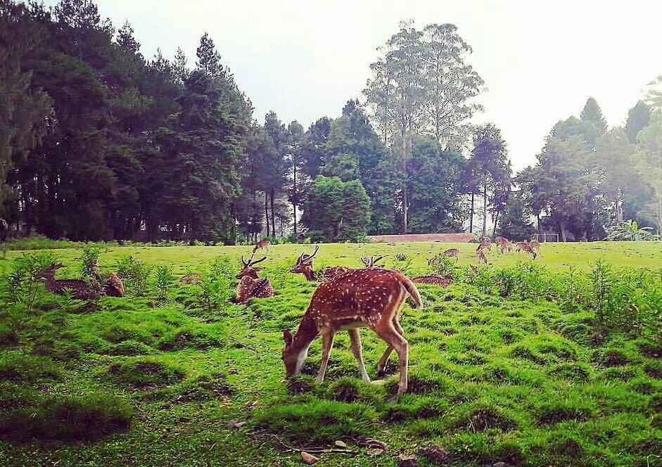 7 Tempat di Pangalengan Ini Bisa Mengembalikan Suasana Hati Lho