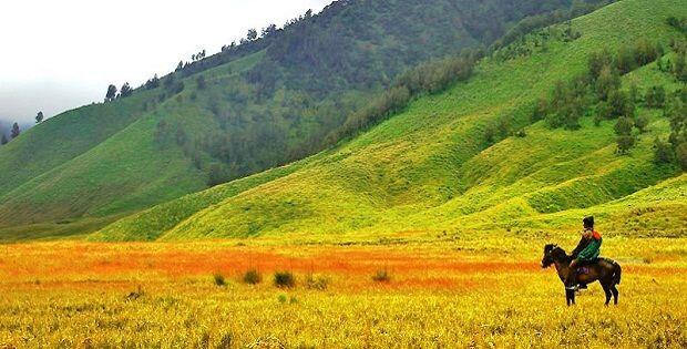 9 Padang Savana Terindah di Jawa Timur Ini Bikin Pengen Segera Liburan