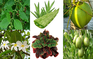 cara mengobati penyakit kelamin dengan tanaman herbal