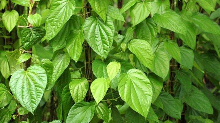 cara mengobati penyakit kelamin dengan tanaman herbal