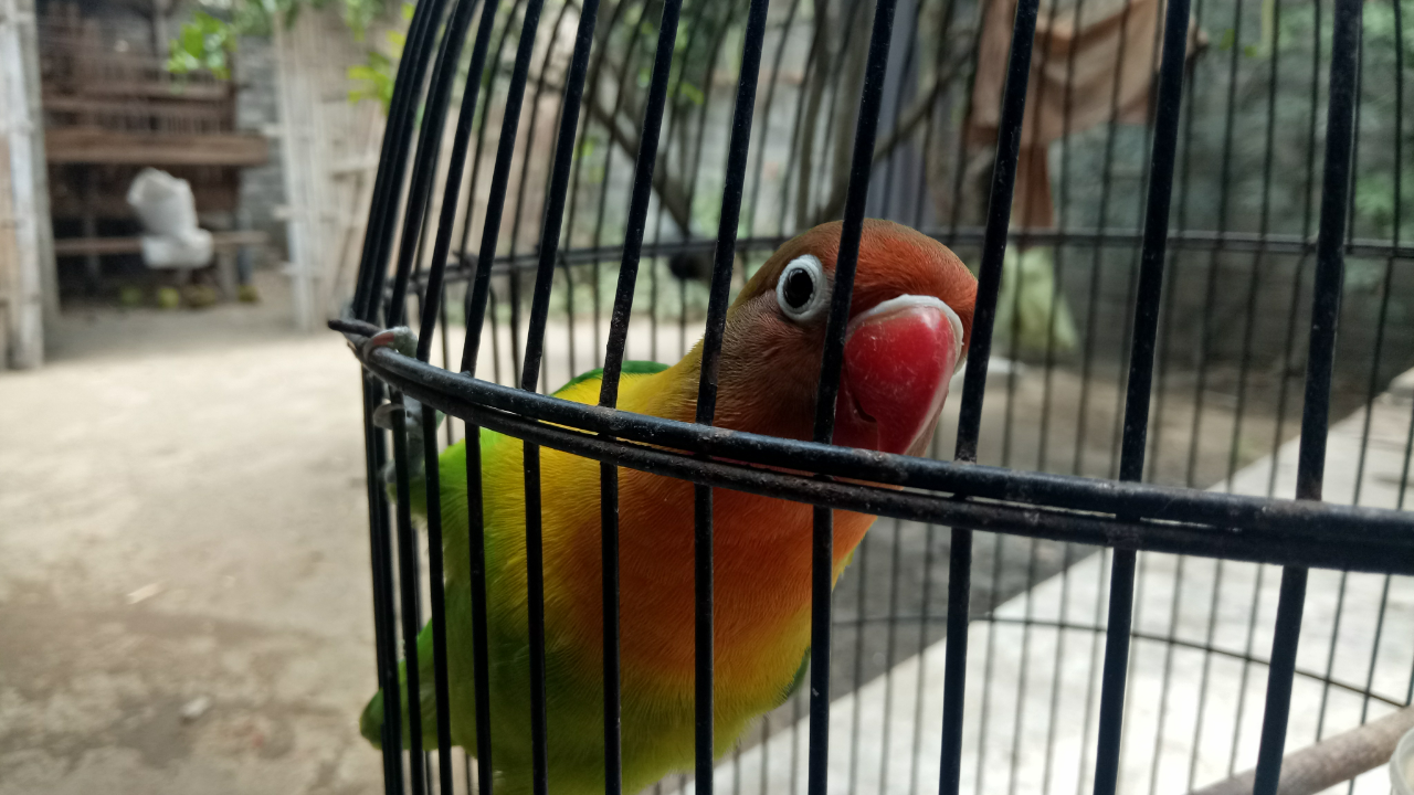 &#91;COC PETS&#93; Kiat Merawat Burung Lovebird Versi Ane #AslinyaLo