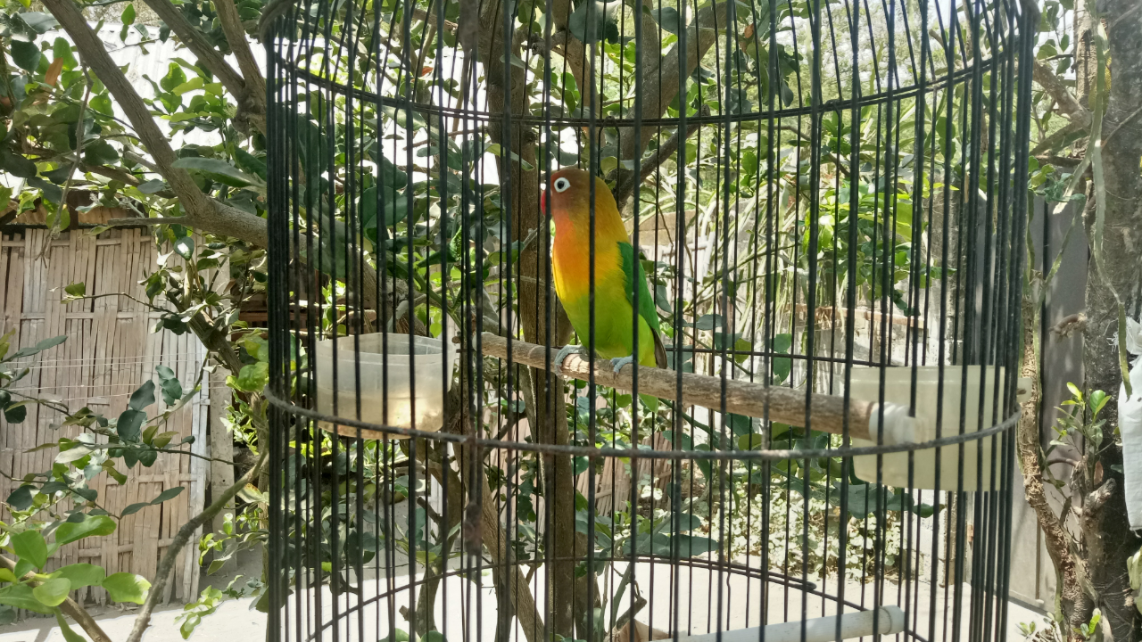 &#91;COC PETS&#93; Kiat Merawat Burung Lovebird Versi Ane #AslinyaLo