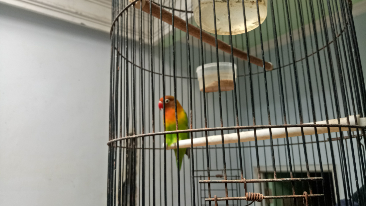 &#91;COC PETS&#93; Kiat Merawat Burung Lovebird Versi Ane #AslinyaLo