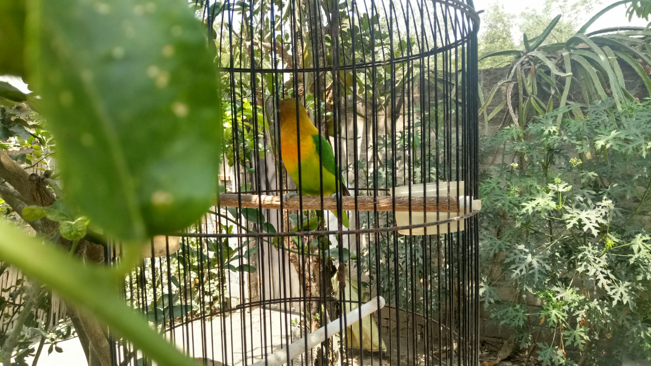 &#91;COC PETS&#93; Kiat Merawat Burung Lovebird Versi Ane #AslinyaLo