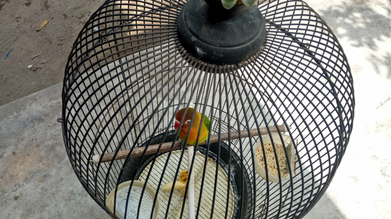&#91;COC PETS&#93; Kiat Merawat Burung Lovebird Versi Ane #AslinyaLo
