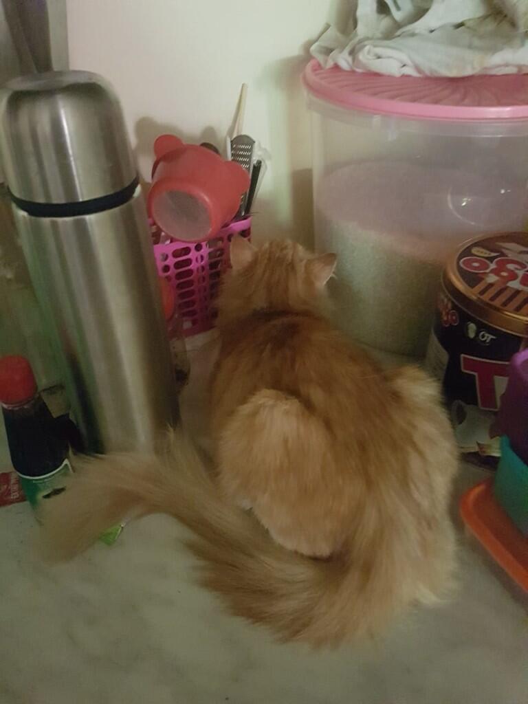 &#91;COC PETS&#93; Ayo Berkenalan Dengan QYO Sang KUCING #Aslinyalo 