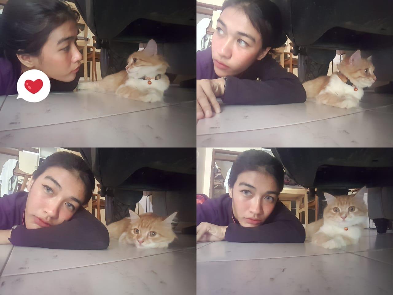 &#91;COC PETS&#93; Ayo Berkenalan Dengan QYO Sang KUCING #Aslinyalo 
