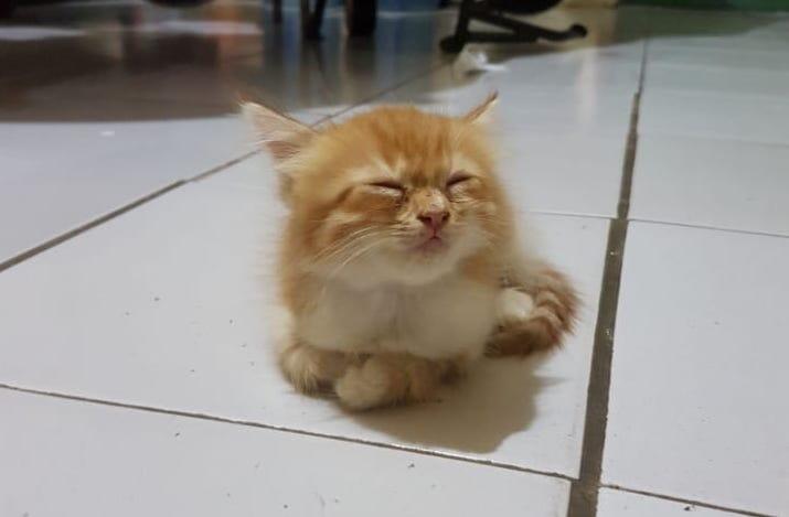 &#91;COC PETS&#93; Ayo Berkenalan Dengan QYO Sang KUCING #Aslinyalo 