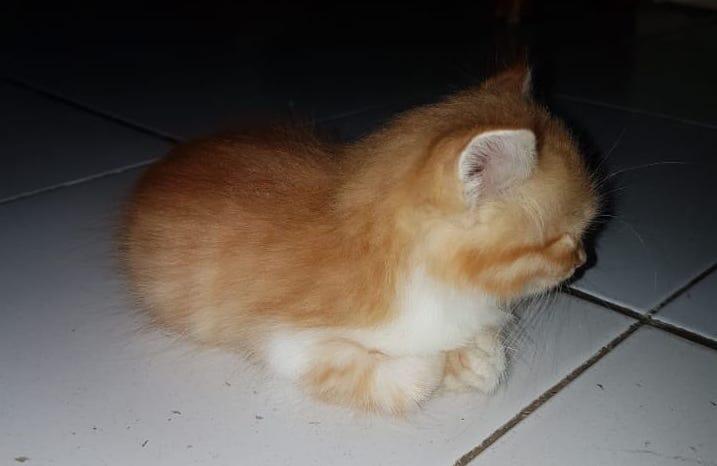 &#91;COC PETS&#93; Ayo Berkenalan Dengan QYO Sang KUCING #Aslinyalo 