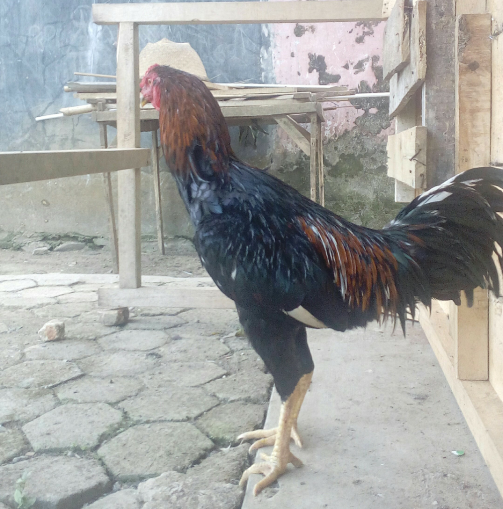 &#91;COC Pets&#93; Si Apung, Si Ayam Kesayangan. #AslinyaLo