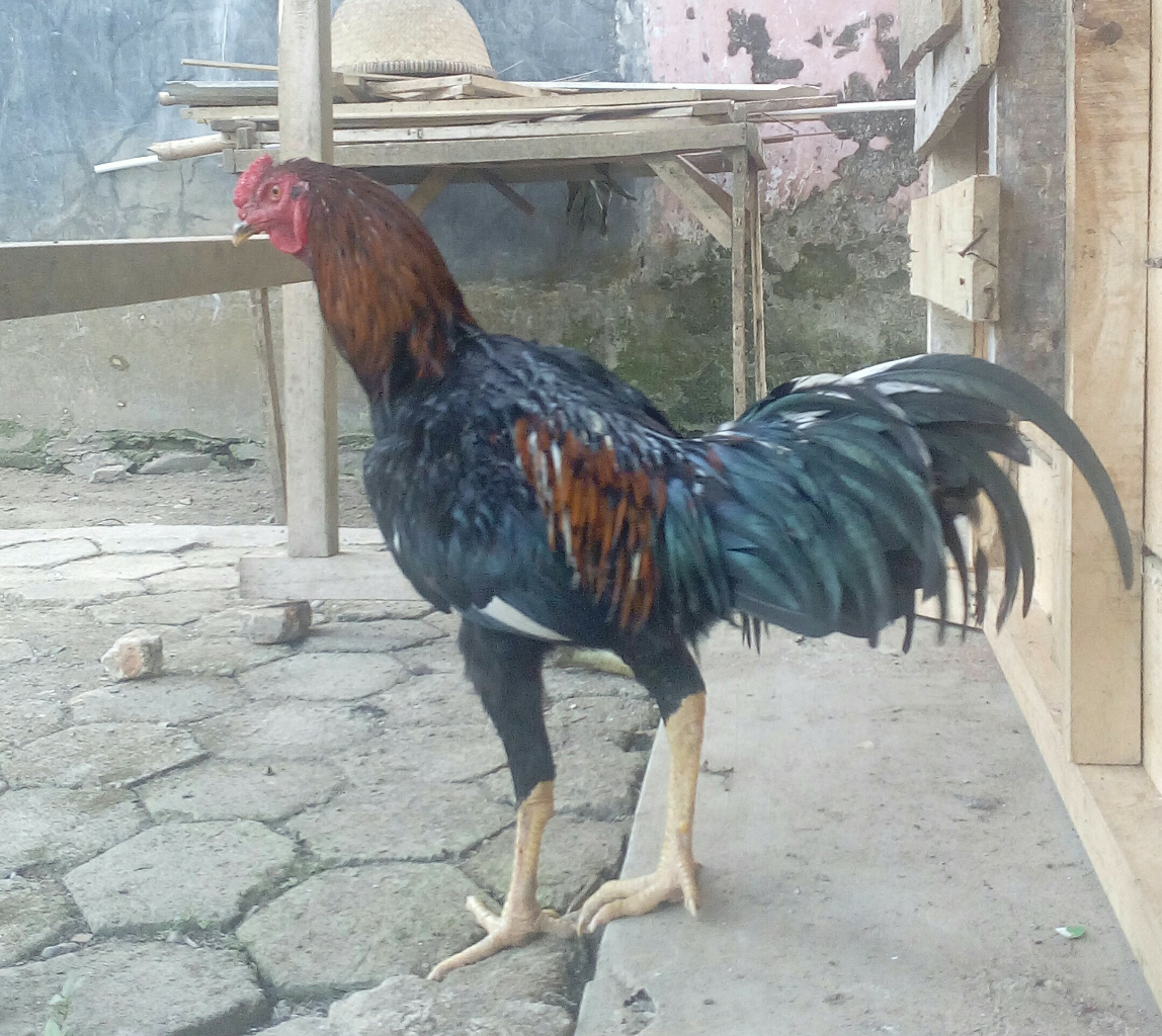 &#91;COC Pets&#93; Si Apung, Si Ayam Kesayangan. #AslinyaLo