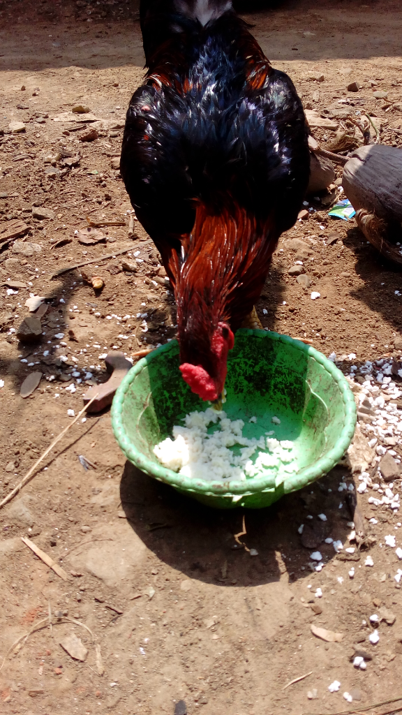&#91;COC Pets&#93; Si Apung, Si Ayam Kesayangan. #AslinyaLo