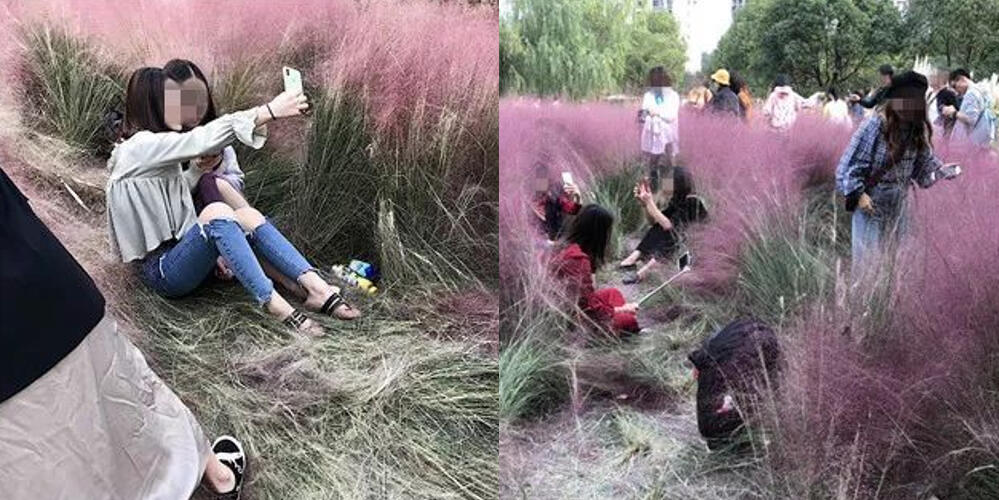 Nafsu Pengen Selfie, ABG ALAY &quot;MERUSAK&quot; Rumput WARNA PINK Yang Sangat Langka!