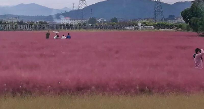 Nafsu Pengen Selfie, ABG ALAY &quot;MERUSAK&quot; Rumput WARNA PINK Yang Sangat Langka!