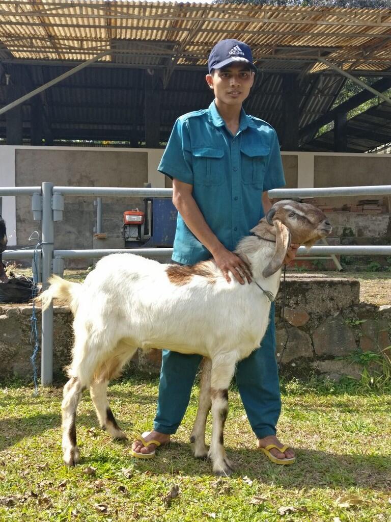 Usaha Penggemukan Ternak Kurban