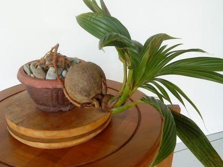 Cara Mudah Membuat Bonsai Kelapa #Aslinyalo